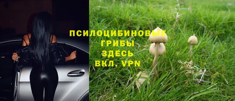 Галлюциногенные грибы Psilocybine cubensis  Бор 